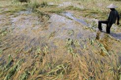 Polisi Diminta Segera Periksa Kades Pulau Gemantung Terkait Penjualan Cetak Sawah