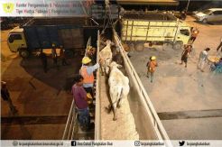 Bea Cukai Pangkalan Bun Dukung Usaha Peternakan Sapi di Kalteng