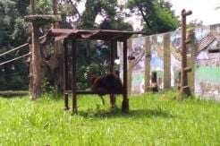Pemberi Rokok kepada Orangutan Bakal Dilaporkan ke Polisi