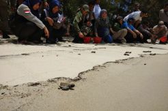 Bupati Kobar Lepasliarkan Puluhan Tukik di TWA Tanjung Keluang