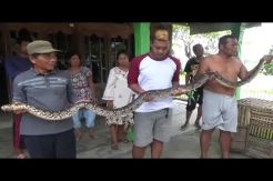 Warga Temukan Ular Sanca Sepanjang 3 Meter Saat Banjir