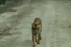 Ini Penyebab Harimau Bonita Terkam Manusia