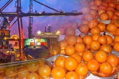 Beras dan Jeruk Mandarin...