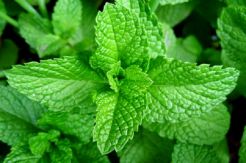 Daun Stevia, Pemanis Alami yang Ramah untuk Penderita Diabetes