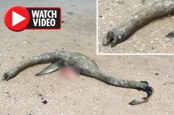 Video Temuan Bangkai Hewan Raksasa, Diduga Kuat Loch Ness