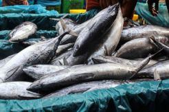 PBB: Asia Bisa Kehabisan Ikan pada 2048