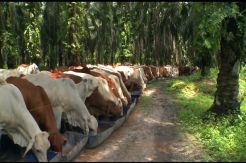 Pemkab Kobar Terus Geber Program Integrasi Sawit-Sapi di Tingkat Petani