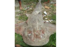 Hiu Pari Langka Terdampar di Pantai Kubu