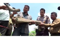 Tulang Belulang Zaman Old Ditemukan di Telaga Purbakala Ngawi