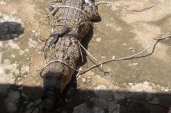 Muncul di Permukiman, Buaya 2 Meter Ditangkap Warga