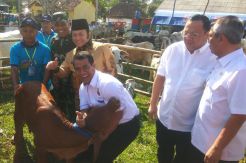 Pemerintah Genjot Pengembangbiakan Sapi Unggulan