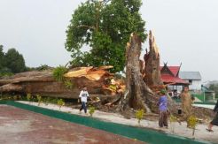 Pohon Besar dan Sakral di Makam Kiai Gede Tumbang Diterjang Angin