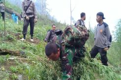 2,5 Hektare Ladang Ganja Ditemukan di Madina