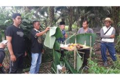 Ritual Khusus Digelar Warga untuk Tenangkan Harimau Bonita yang Mengamuk