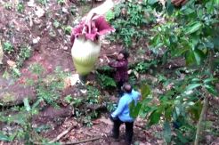 2 Turis Asing Merusak Bunga Bangkai yang Sedang Mekar di Agam