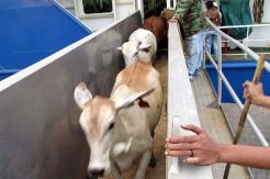 2.199 Ekor Sapi Impor asal Australia Tiba di Pelabuhan Belawan