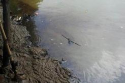 Atasi Laut Tercemar, Kementerian LHK Terjunkan Tim Penyelam