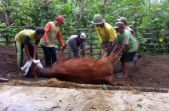 Sebulan, Tujuh Sapi di Blitar Mati Mendadak