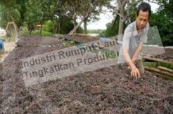 Pengusaha Rumput Laut Bisa Kembali Ekspor ke Amerika