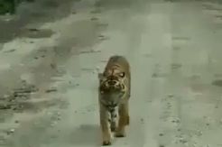 Lagi, Harimau Serang Ternak Warga Pelalawan