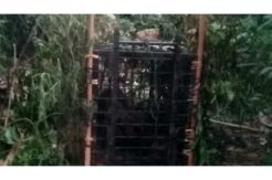 Warga Hadang Proses Evakuasi Harimau Sumatera yang Masuk Perangkap