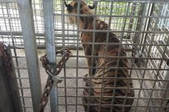 Harimau Bonita Memangsa Manusia karena Anaknya Diganggu?