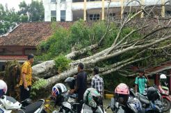 Baru Direnovasi, Atap Gedung Fisip Unsri Rusak Tertimpa Pohon