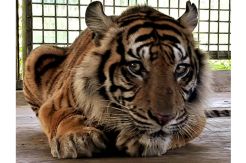 Kasihan, Harimau Bonita Diserang Tumor