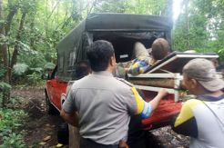 Nikmati Pemandangan Alam di Atas Pohon Beringin, Turis Belanda Terjatuh