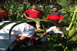 Mayat Wanita di Ladang Jagung Gegerkan Warga