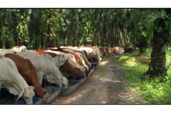 Dinas Peternakan Kobar Pastikan Stok Daging Sapi Selama Ramadhan Aman