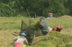 Sawah Terendam Banjir, Petani di Buton Utara Gagal Panen