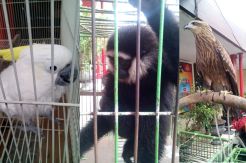 44 Ekor Satwa Langka Berbagai Jenis Disita Polda Riau