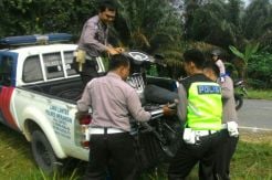 Diserempet Bus, IRT di Merangin Tewas di Lokasi