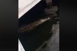 Lihat Buaya di Pondok Dayung, Polisi Minta Warga Telepon 110