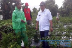 Budidaya Hortikultura...