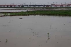 Marak Alih Fungsi, Bekasi Ajukan Raperda Lahan Pertanian