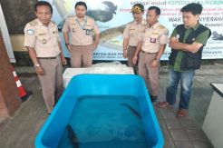 Punya Ikan Predator di Rumah? Serahkan ke Posko BKIPM DIY