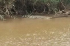 Geger! Ada Buaya Tengah Berjemur di Sungai Natal