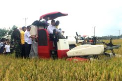Harga Beras Turun Petani Tetap Untung