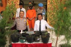 Tanam Pohon Ganja untuk Dipakai Sendiri, Nandi Dibekuk Polisi