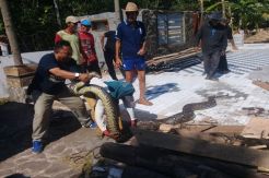 Usai Memangsa Kambing, Ular Piton Raksasa Penunggu Gunung Bentar Ditangkap Warga