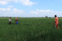 14.500 Hektare Sawah di Karawang Terlambat Tanam