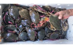 Cukong Kepiting Betina Disergap Pol Air Polda Kalbar