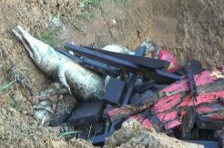 Ratusan Buaya Dibantai, BKSD Ingatkan Warga Jangan Dekati Penangkaran