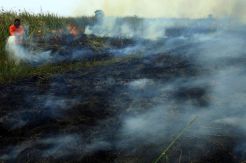 50 Titik Panas Terdeteksi Muncul di Sumatera, Terbanyak di Riau