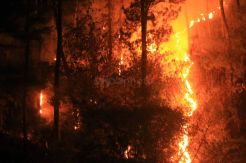 Musim Kemarau,  Dua Hari 5 Hektare Lahan Terbakar di Kobar