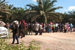 Tuntut Tanah Adat, Ratusan Massa Dayak Geruduk Perusahaan Sawit