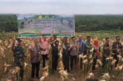 TNI AD Panen Jagung Perdana 8 Ton di Lahan Bauksit