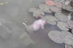Temuan Dua Mayat Bayi Laki-laki di Sungai Gegerkan Warga Bogor